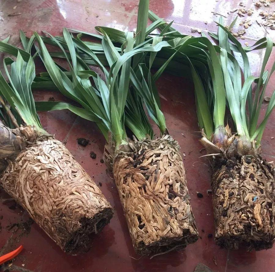 养花技巧大全盆栽,养花浇水方法图解大全