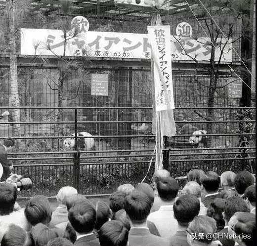 熊猫贝贝回国后的生活,和平大使熊猫