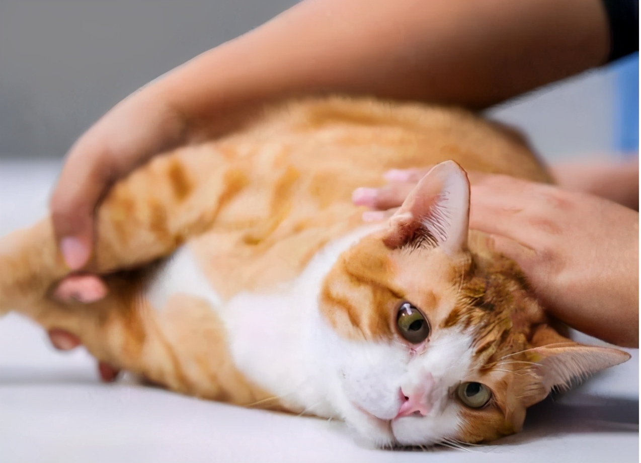 如何令猫咪翘屁股,猫咪撅屁屁动作