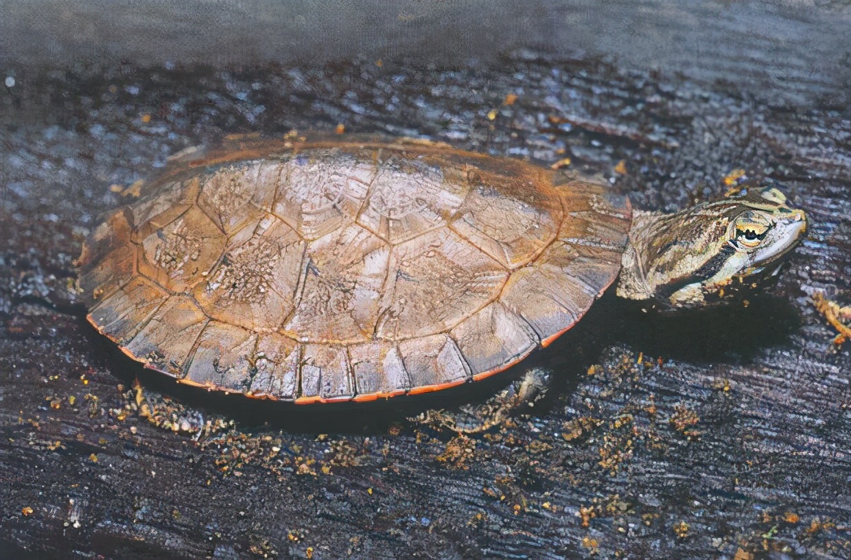 各种龟类图片大全大图,龟类展示会