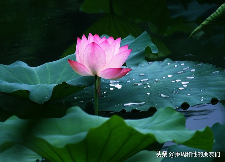 秉周和他的朋友们：八月花令同题诗歌