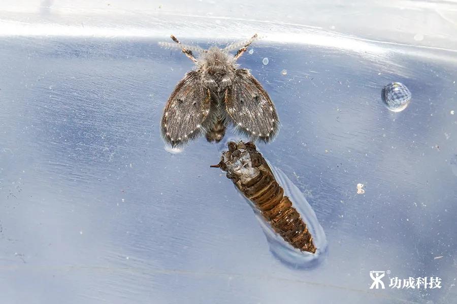 卫生间有小虫蛾蚋怎么治,卫生间出现蛾蚋怎么处理