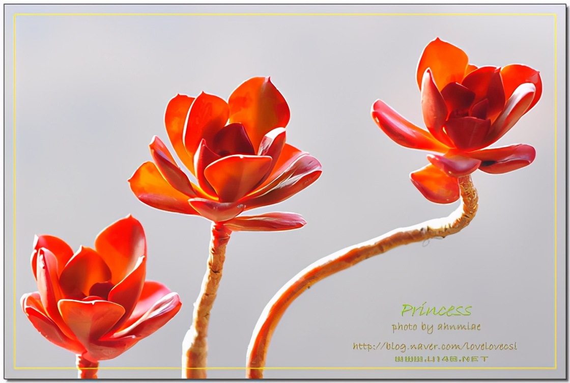 韩国多肉有多仙,韩国公主多肉图片大全