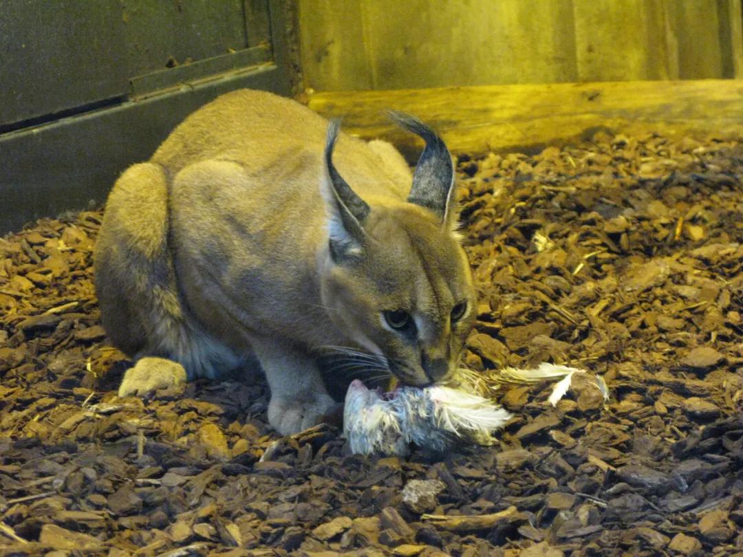 狞猫耳朵非常漂亮会旋转,狞猫的耳朵好可爱
