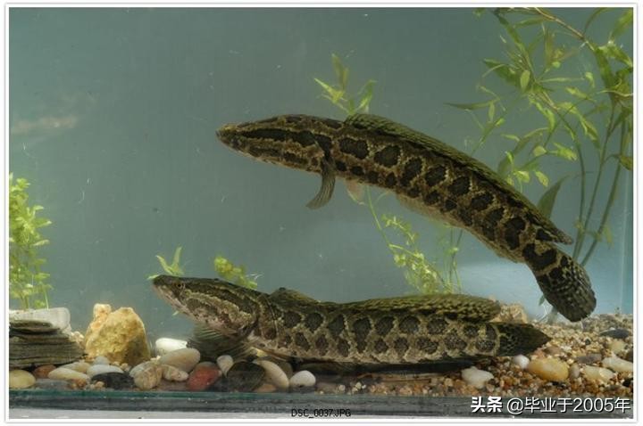 大连旅顺野钓淡水鱼的地方,大连近海常见鱼类图鉴