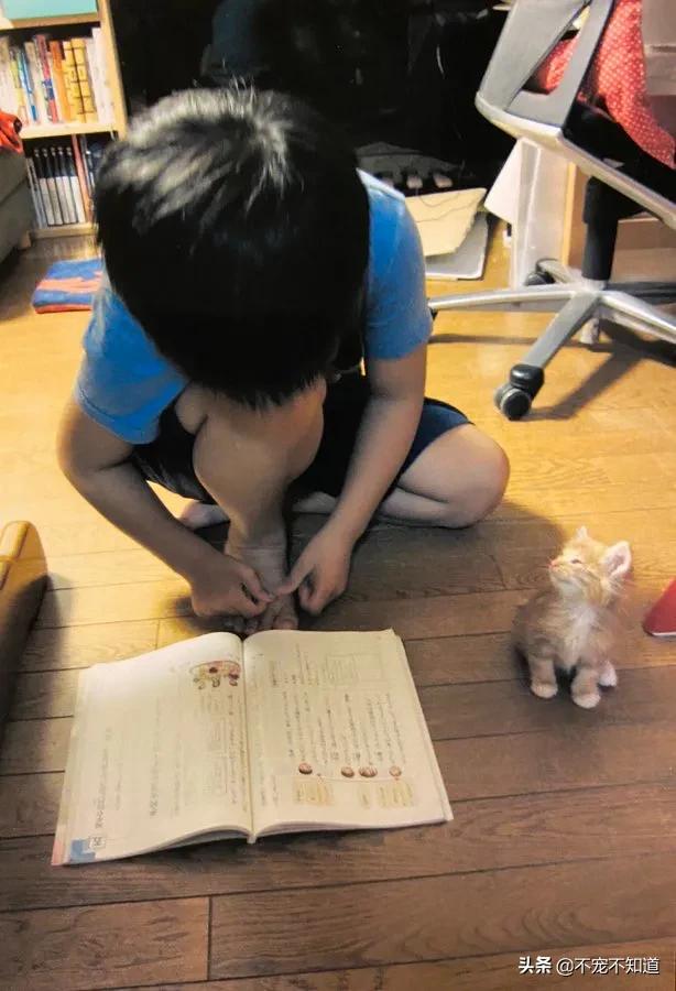 岛国妹子养的超萌小奶猫，几个月后变成巨兽了