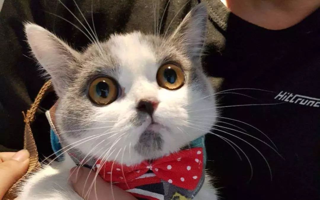 猫咪舔舐自己的伤口会怎么样,猫咪反复舔舐同一个部位是怎么了