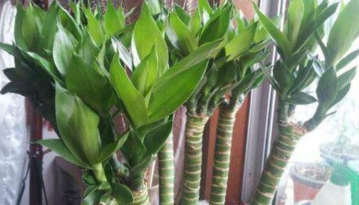 富贵竹长红蜘蛛怎么办,富贵竹灭红蜘蛛最有效的土方