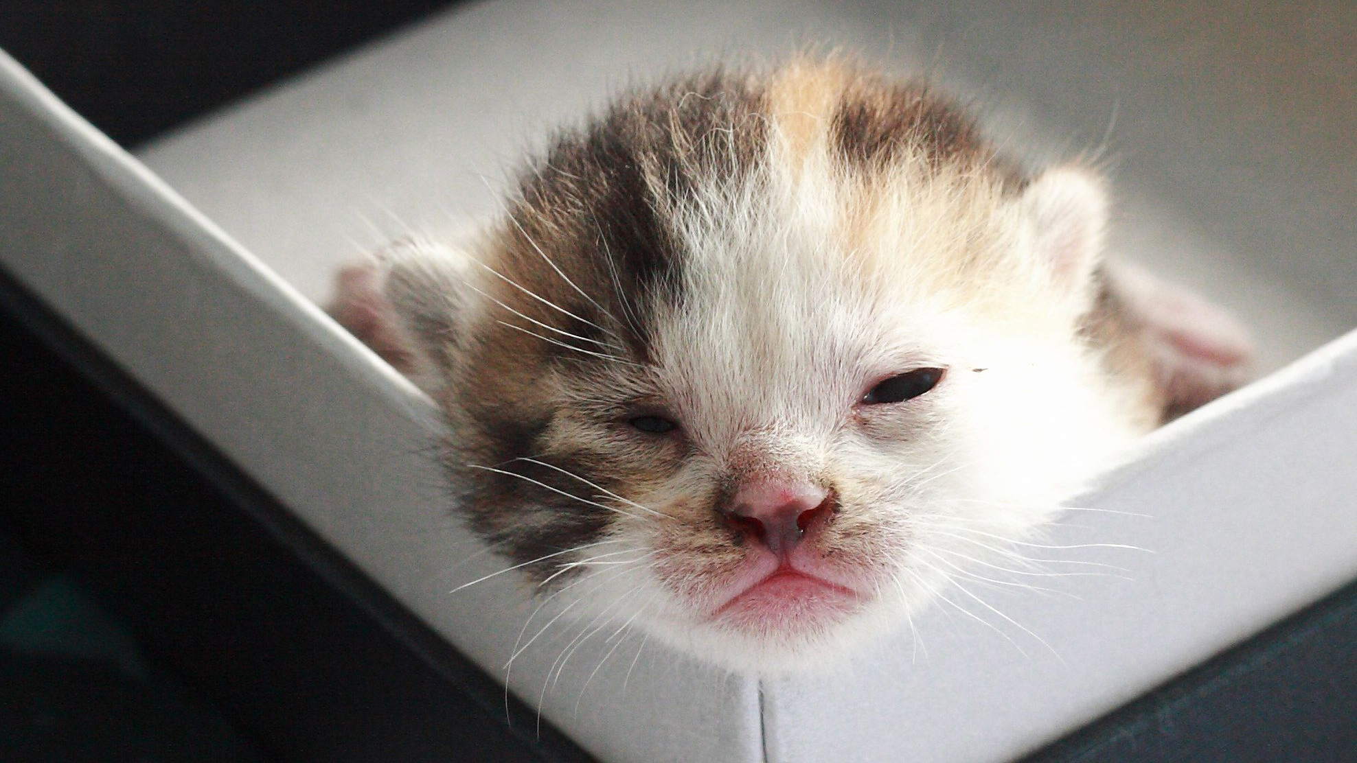 母猫生产完了以后不喂奶怎么办,母猫生产后不理人怎么办