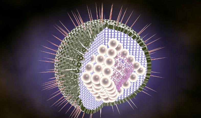 单纯疱疹病毒感染疫苗,疱疹病毒疫苗效果如何