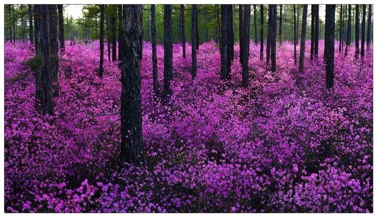 离俄罗斯只有一江之远,离黑龙江很近的俄罗斯城市