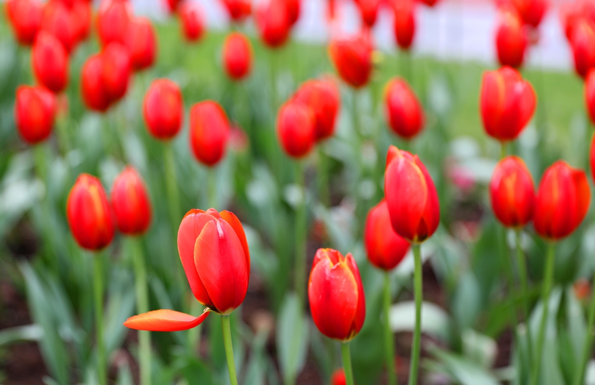 宁波现在哪里可以看郁金香,宁波郁金香在什么地方