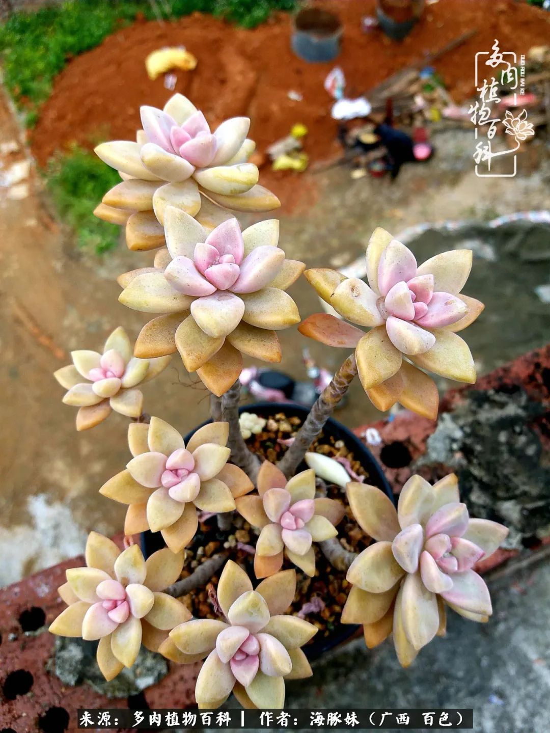 七月的雨,八月的风,多肉植物,我还是喜欢你