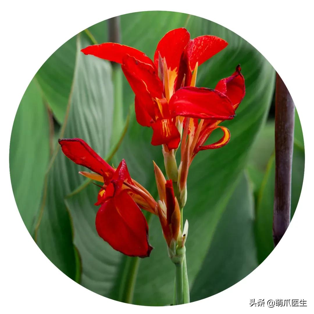 养了猫还可以养兔子吗,养了猫还适合养鹦鹉吗