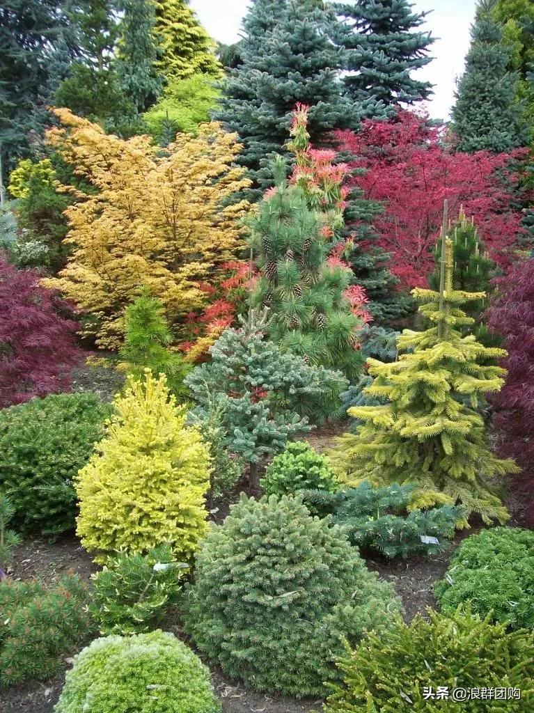 中式庭院藤类植物,枫树和紫藤