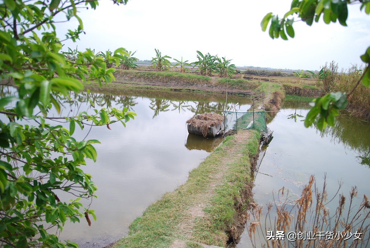 养殖低成本高利润项目去哪里学习,农村低成本创业养殖项目大全