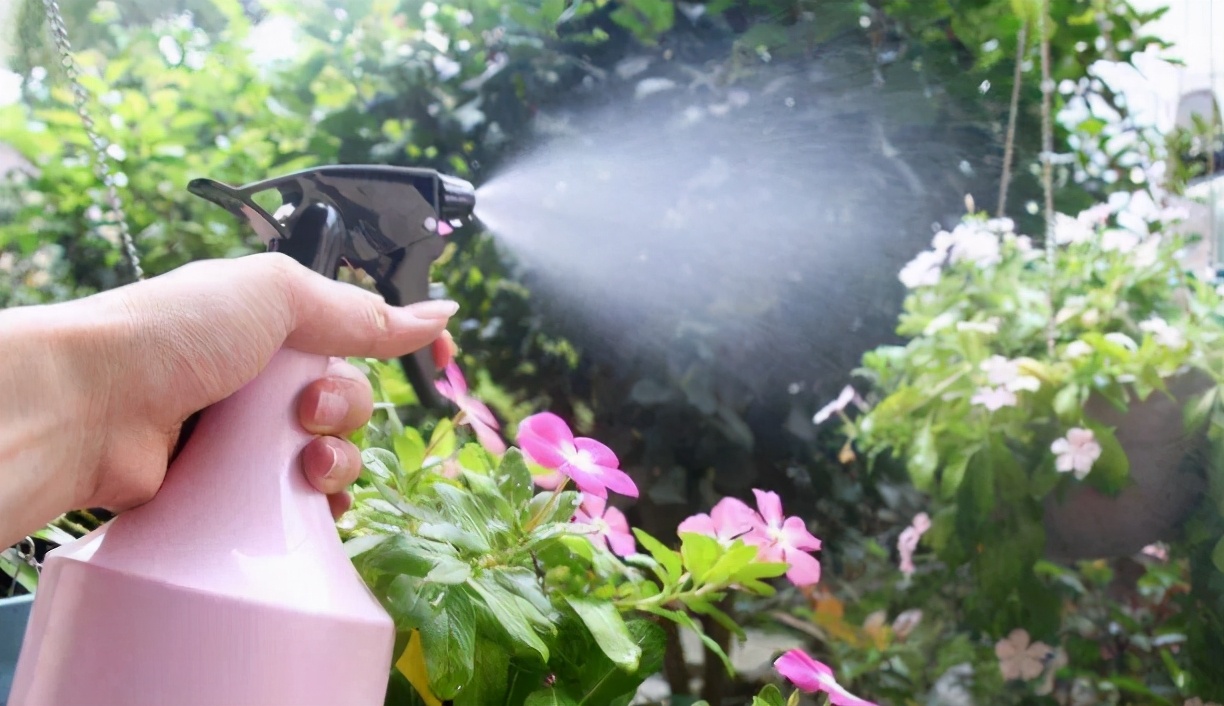 盆栽花卉缺铁叶片出现什么症状,植物缺铁的症状出现在什么地方