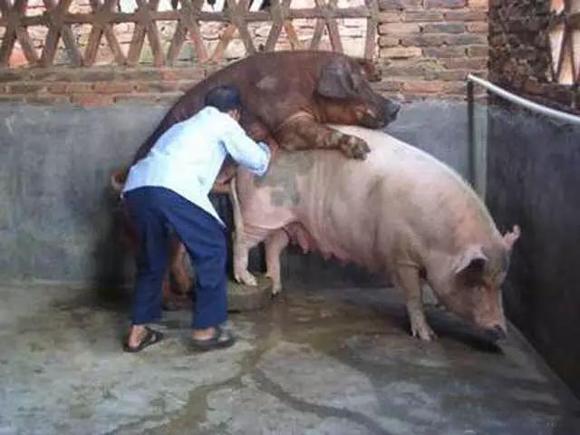 使用这七招实用方法,母猪受孕更简单