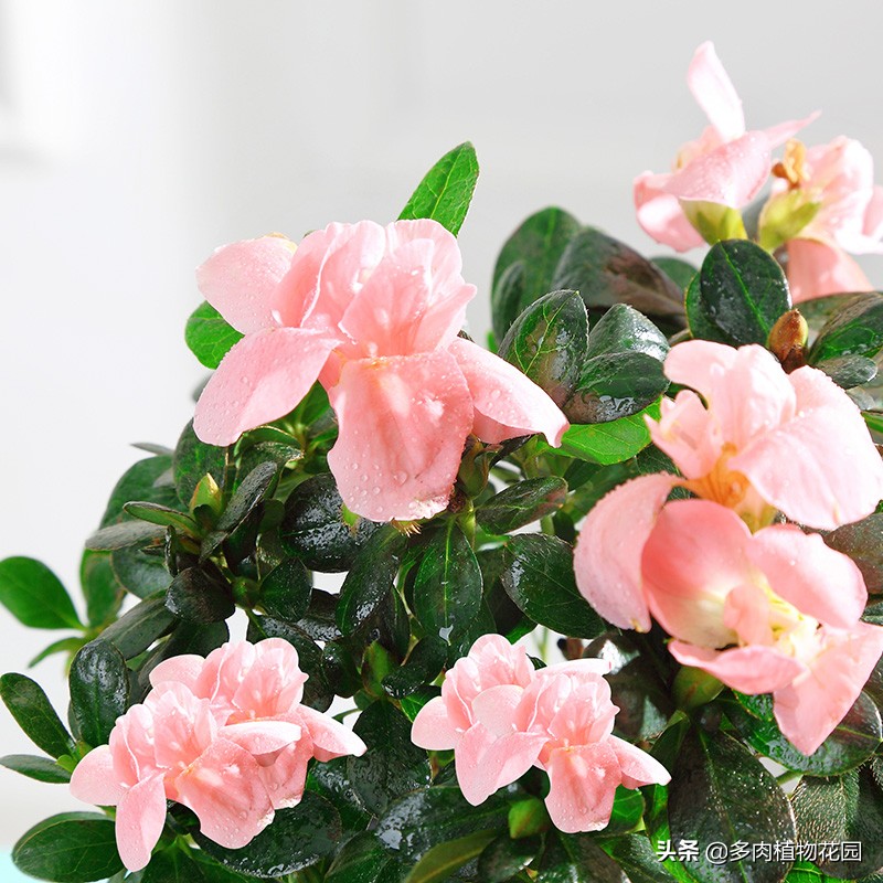 杜鹃花有花苞不开花是怎么回事,杜鹃花有花苞不开花怎么办