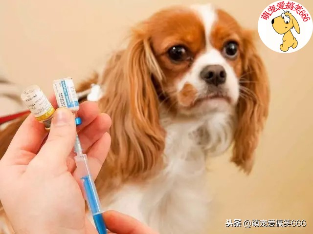 狗狗呕吐不良的表现和处理方法,狗狗呕吐的预兆