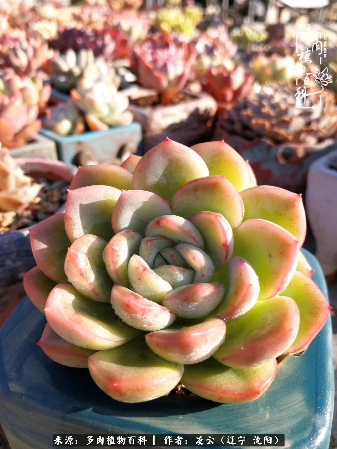 秋闲赏多肉，话育儿，亲生的自家娃，总有一刻让你怦然心动