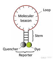 全场硬菜！分子诊断技术全解析