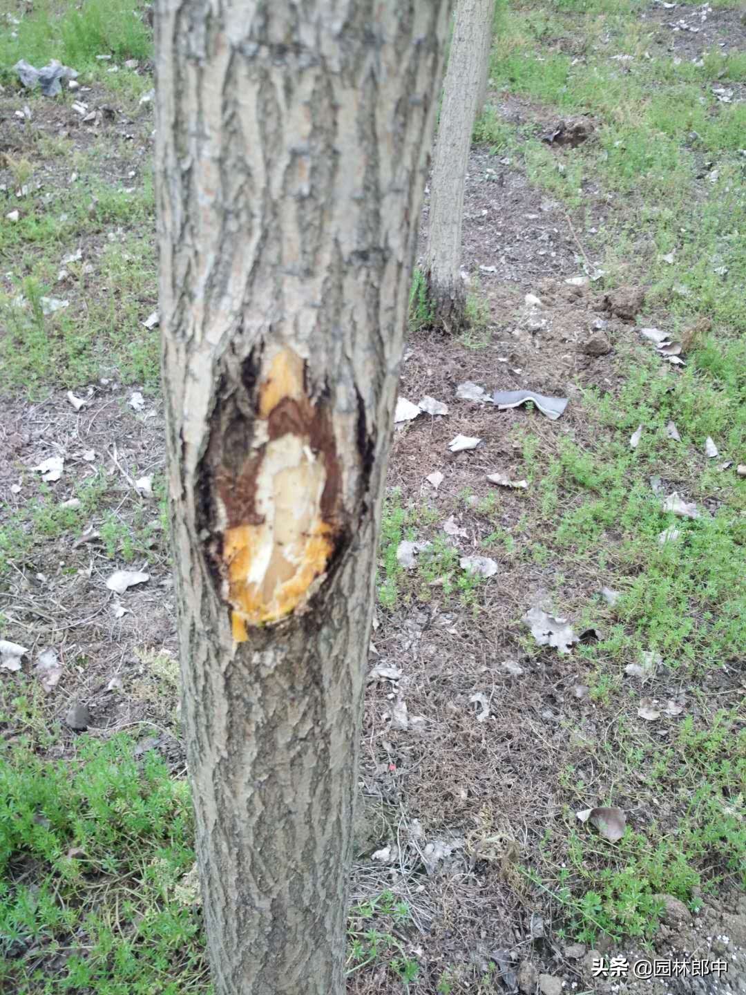 槐树树干上长疙瘩,国槐树干长疙瘩怎么回事