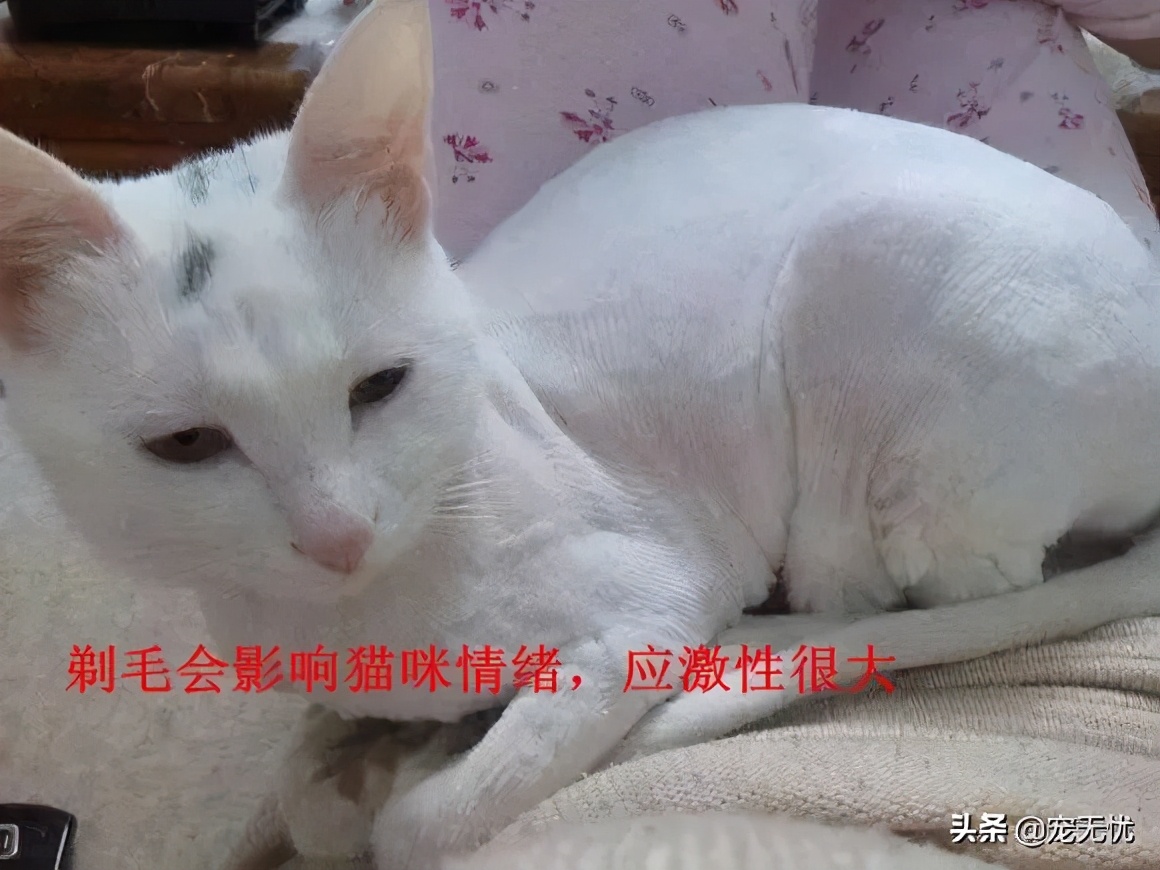 猫咪感染猫癣？不要急，这篇文章全部给你解决