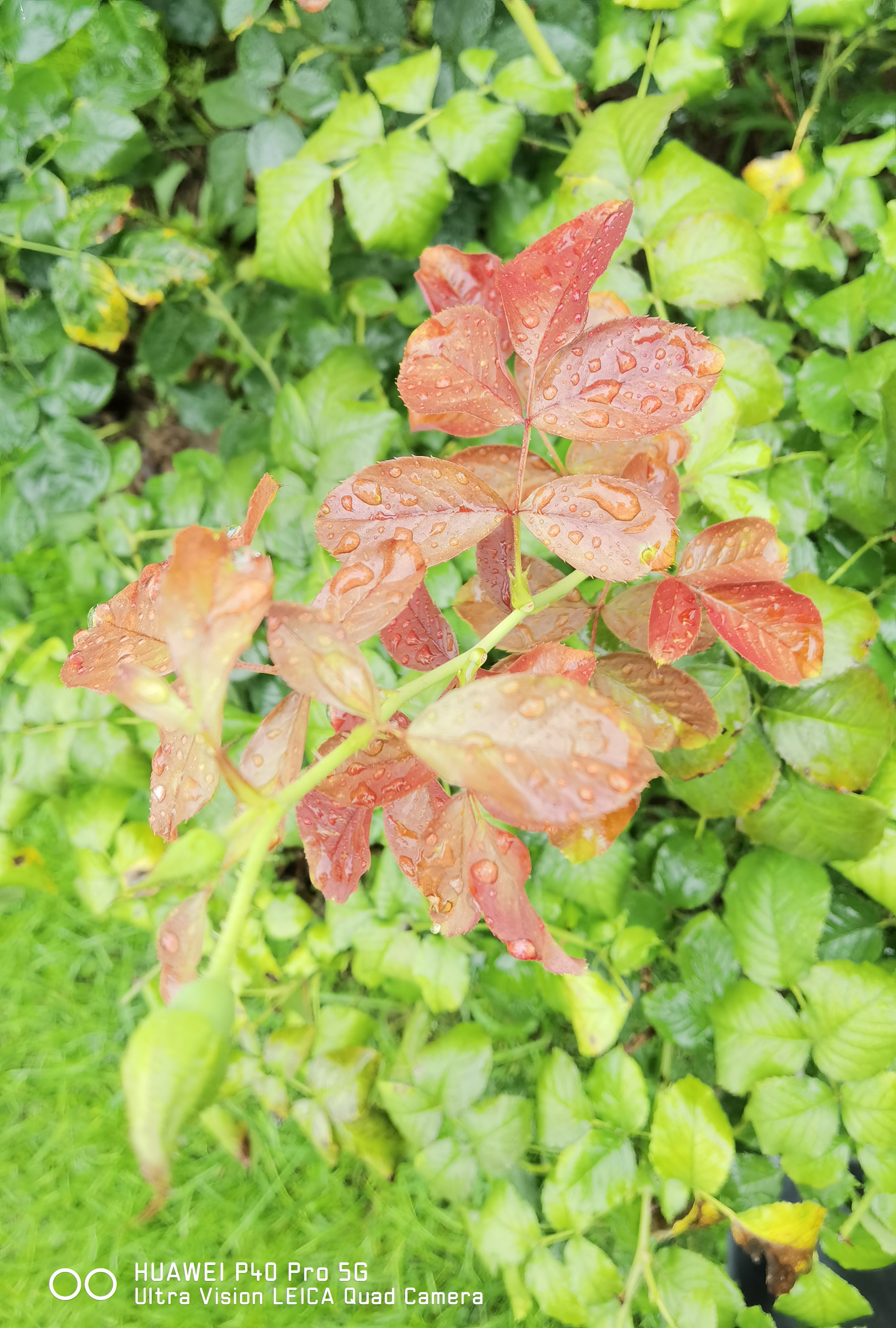 华为p50pro实测,华为p50pro变焦测试