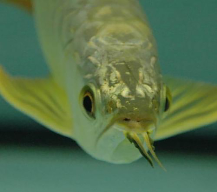 龙鱼用药大全图解,怎么分辨龙鱼是药泡的