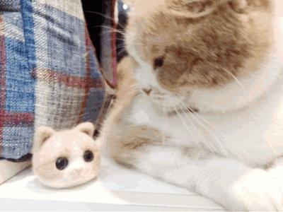 养猫省钱的10个方法,怎么养好一只一个月的猫