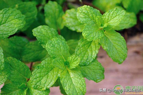 薄荷鱼香草种植方法,鱼腥草怎么繁殖
