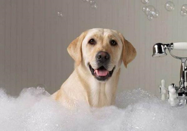 狗狗身上的臭味该如何预防，以及臭味疾病的治疗，主人应该多了解