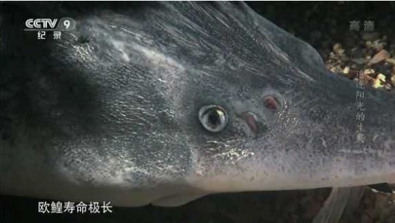 欧鰉寿命极短?不不不,欧鰉寿命极长!