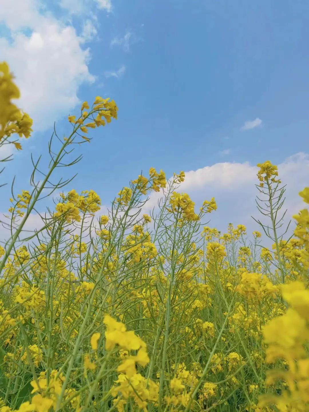 昆明亲子游自驾游攻略推荐路线,昆明周末亲子游十大好去处