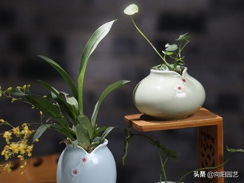 水培植物怎么剪根,最好看最好养的水培植物