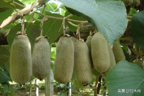 童年野果子,儿时的野果子总让人回味无穷