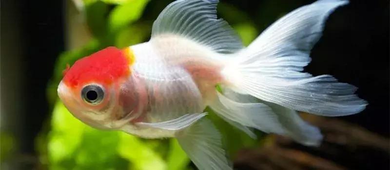 金鱼总是在水面游、肚皮向上该怎么医治？