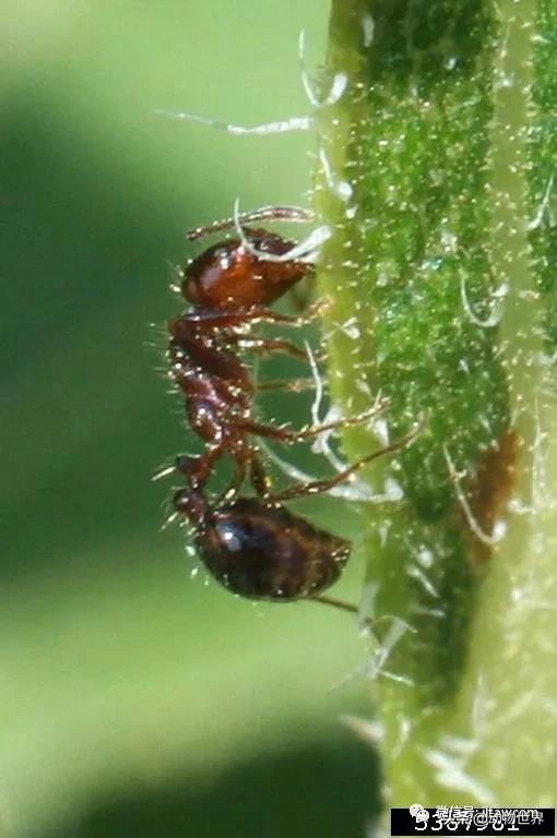 消灭入侵红火蚁,红火蚁入侵完整版