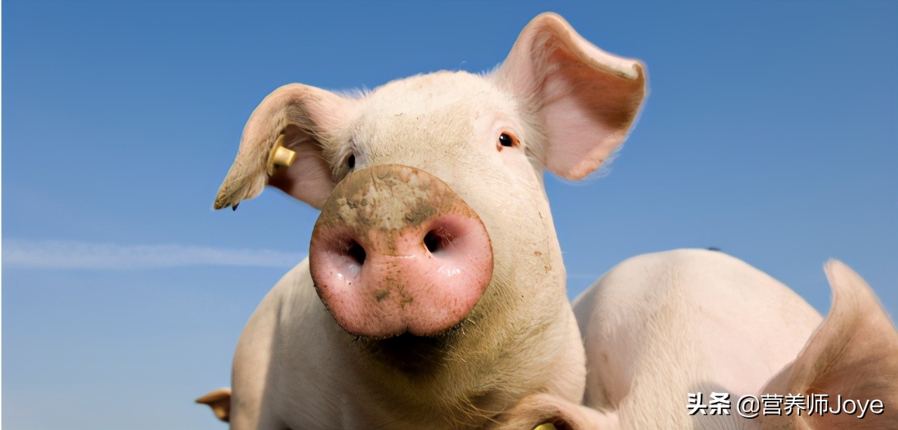 为什么瘦肉精属于违禁药物,为什么瘦肉精屡禁不止