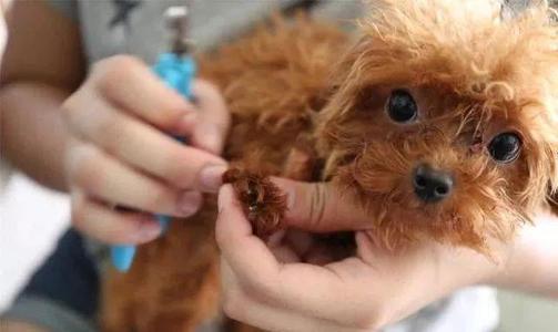 养狗开车必备好物,养狗省钱好物分享图片