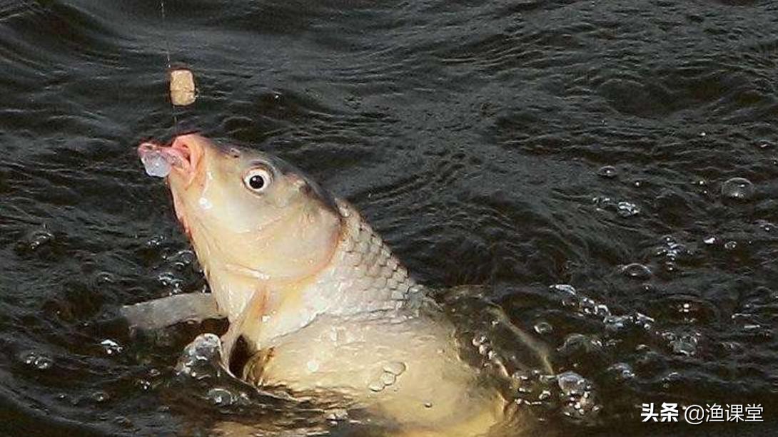 钓鱼添加剂鱼咬石头,鱼咬石头的实战效果