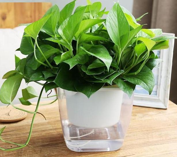 水培绿萝怎么养不烂根叶子不发黄,水培绿萝烂根叶子变黄怎么拯救