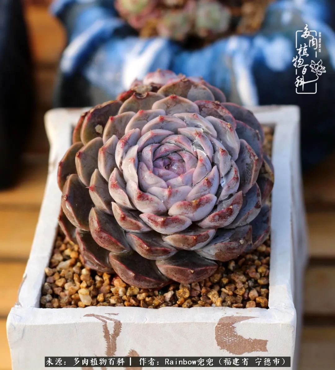 岁月无波澜余生不悲欢是啥意思,愿你岁月无波澜敬我余生无悲欢