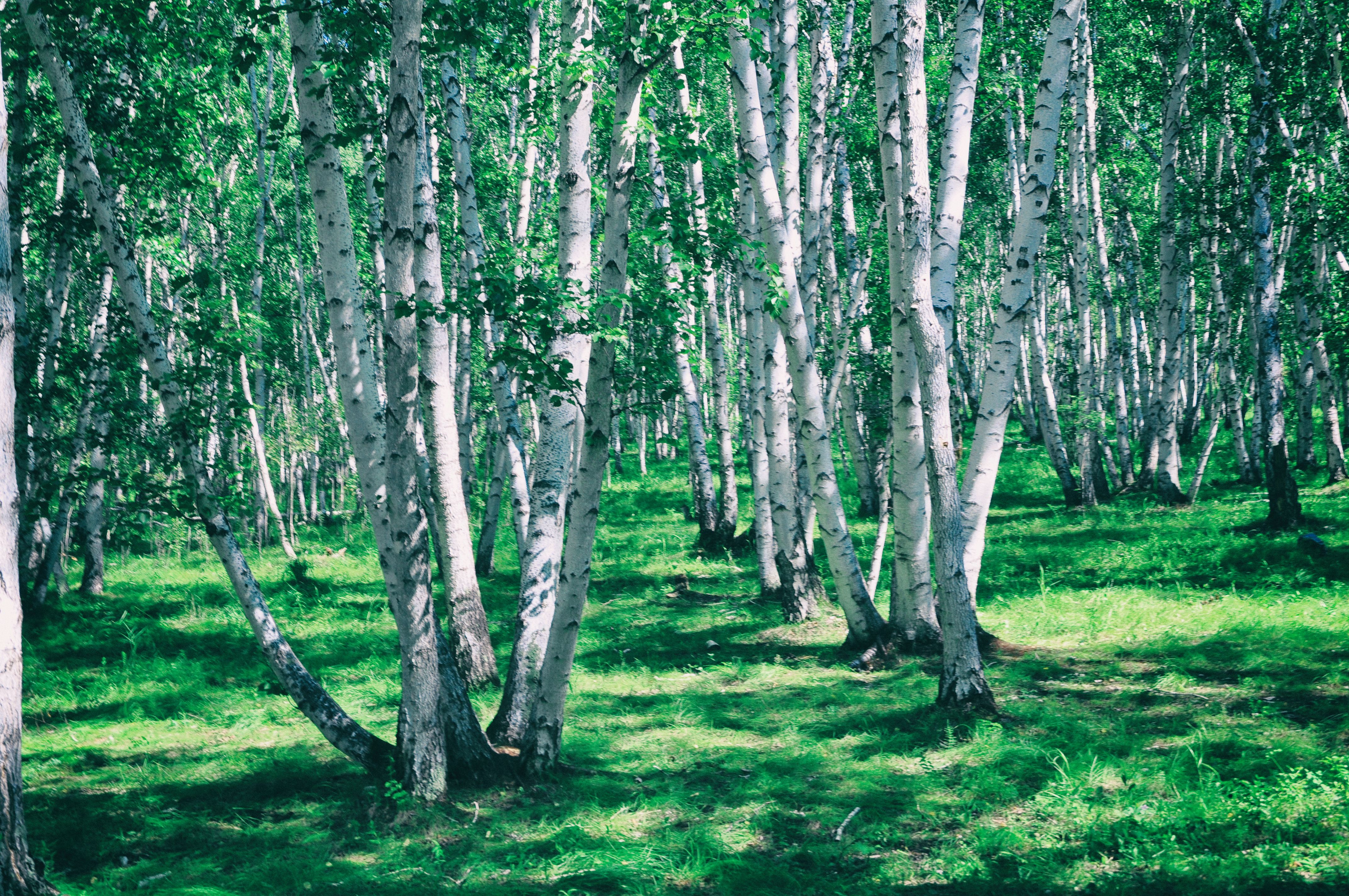 东北边疆,东北行游记2019