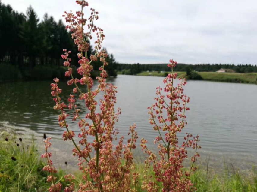 十一去塞罕坝旅游攻略,北京塞罕坝自驾游攻略最新