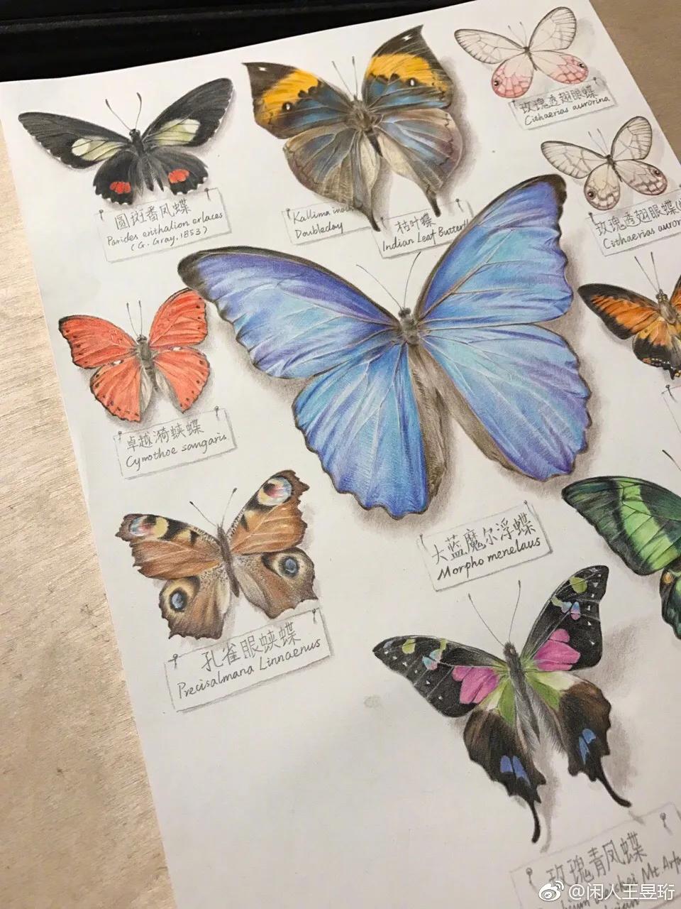 最强大脑王昱珩清华毕业后不上班,王昱珩上学经历