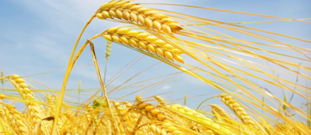 生活小技巧让你的生活变得更愉快,100个充满智慧的生活小技巧