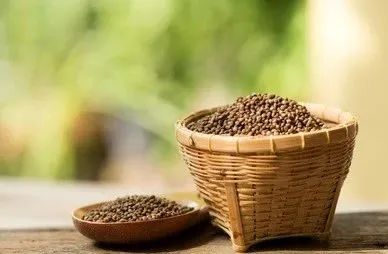 送你一片薄荷叶小说,送你一片银杏叶朗诵