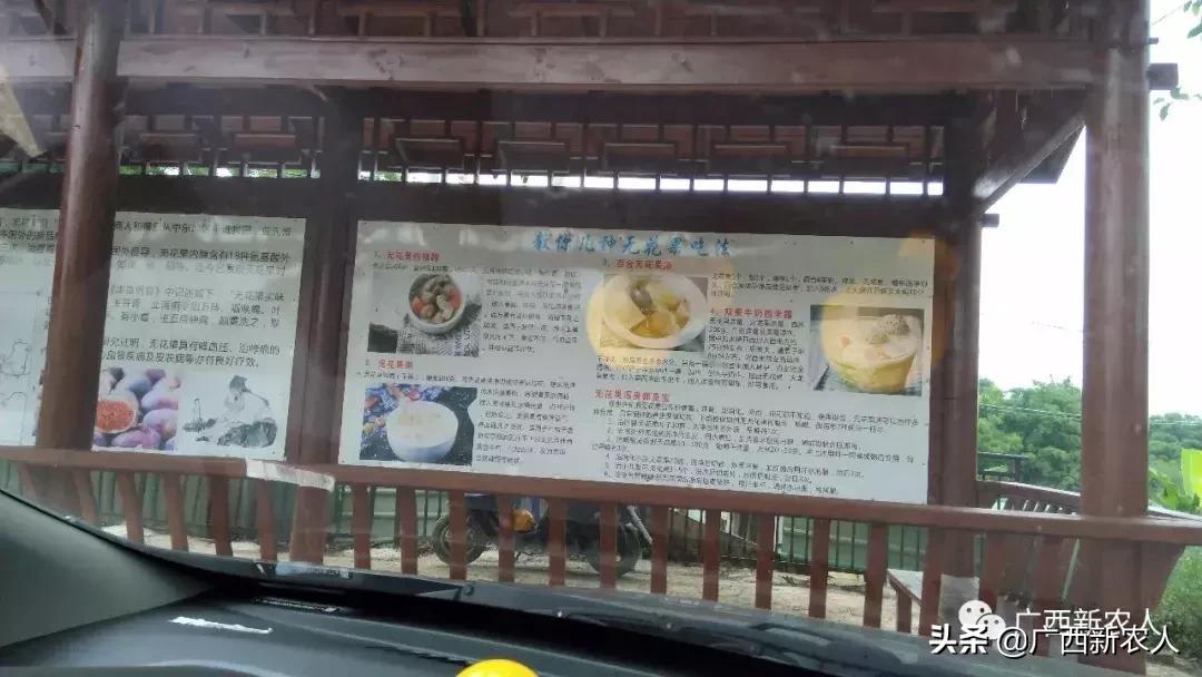 南宁那笔村无花果,南宁摘无花果